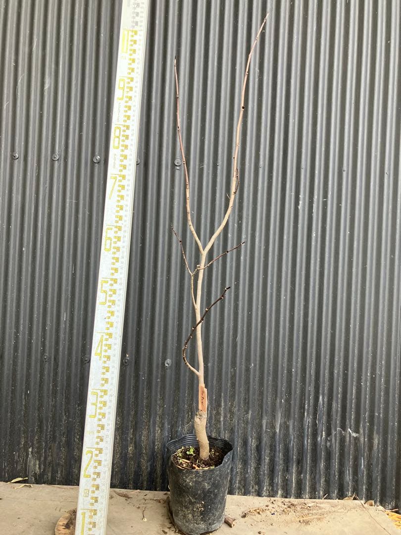 接木　ポポー　ミッチェル　苗木