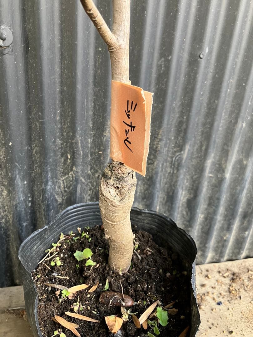 接木　ポポー　ミッチェル　苗木