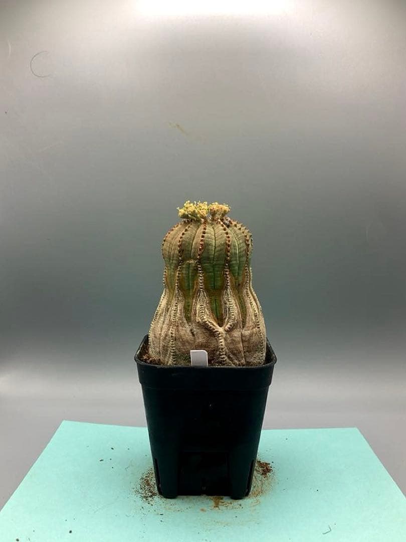 《2.5号W》ユーフォルビア　オールドオベサ　雄株