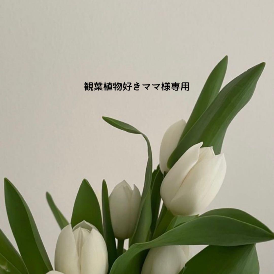 観葉植物好きママ スピケア V3 Cトナー インテリジェント本体 セット