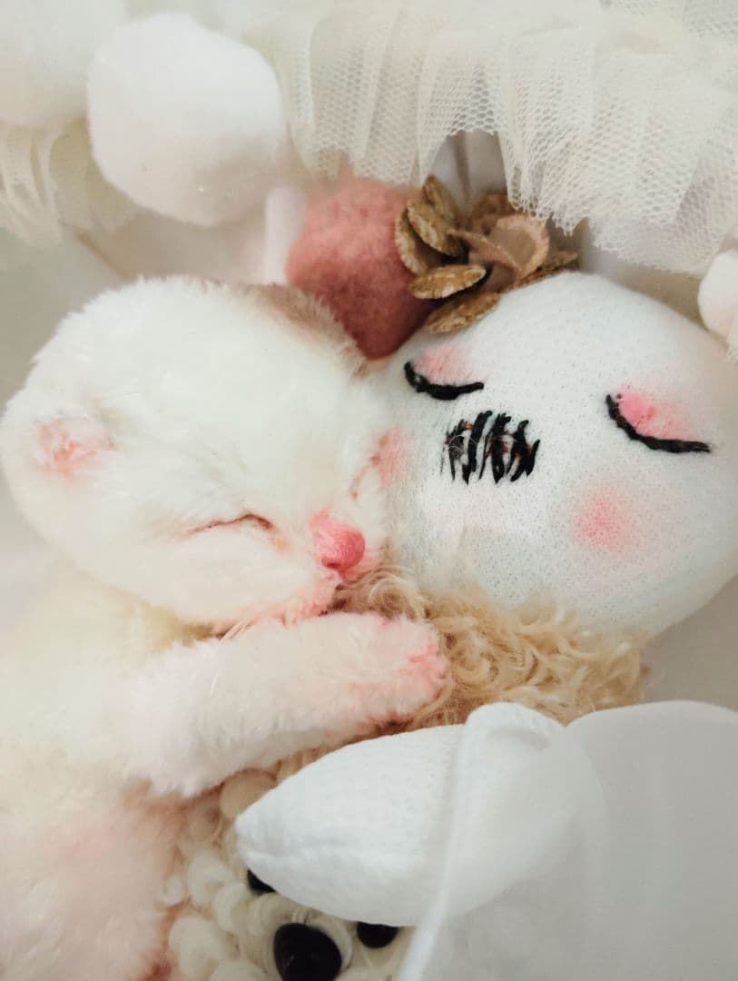 生後１日❤生まれたての子猫ちゃん♡バスケットとクマたん♡アートドール♡ぬいぐるみ