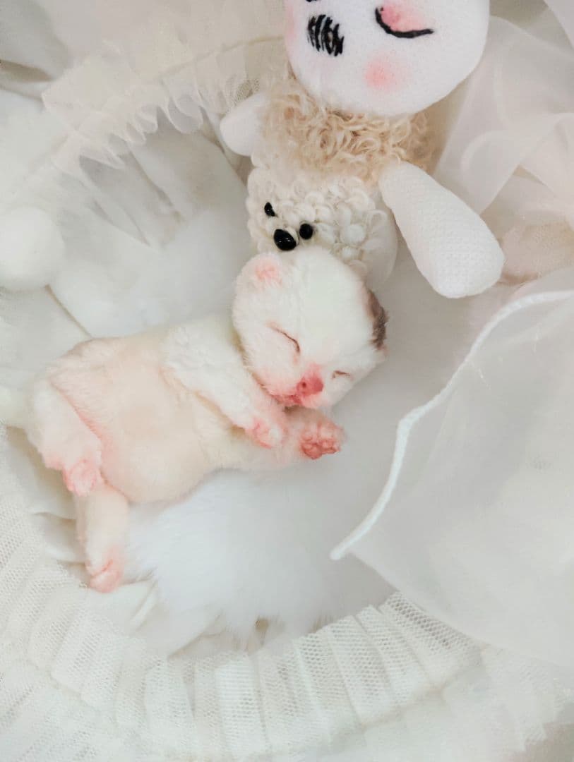 生後１日❤生まれたての子猫ちゃん♡バスケットとクマたん♡アートドール♡ぬいぐるみ