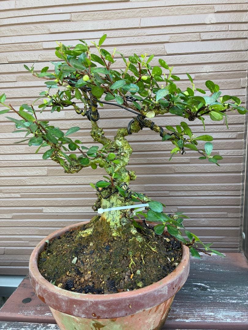 針蔓正木　沖縄盆栽　マッコウ　値下げ