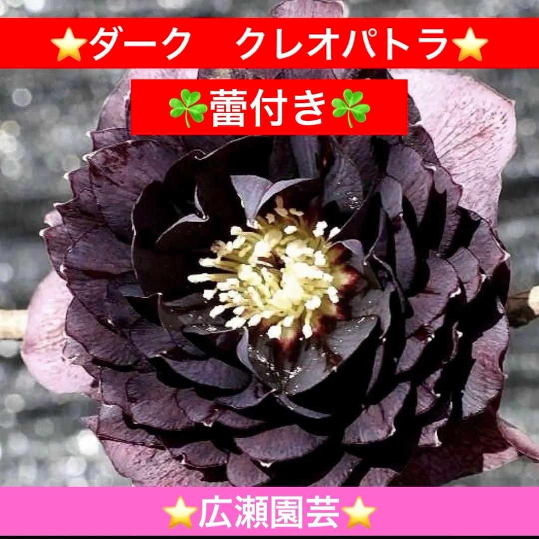 の*ん様 ☘️蕾付き☘️3368⭐️ダーク　クレオパトラ⭐️広瀬園芸⭐️