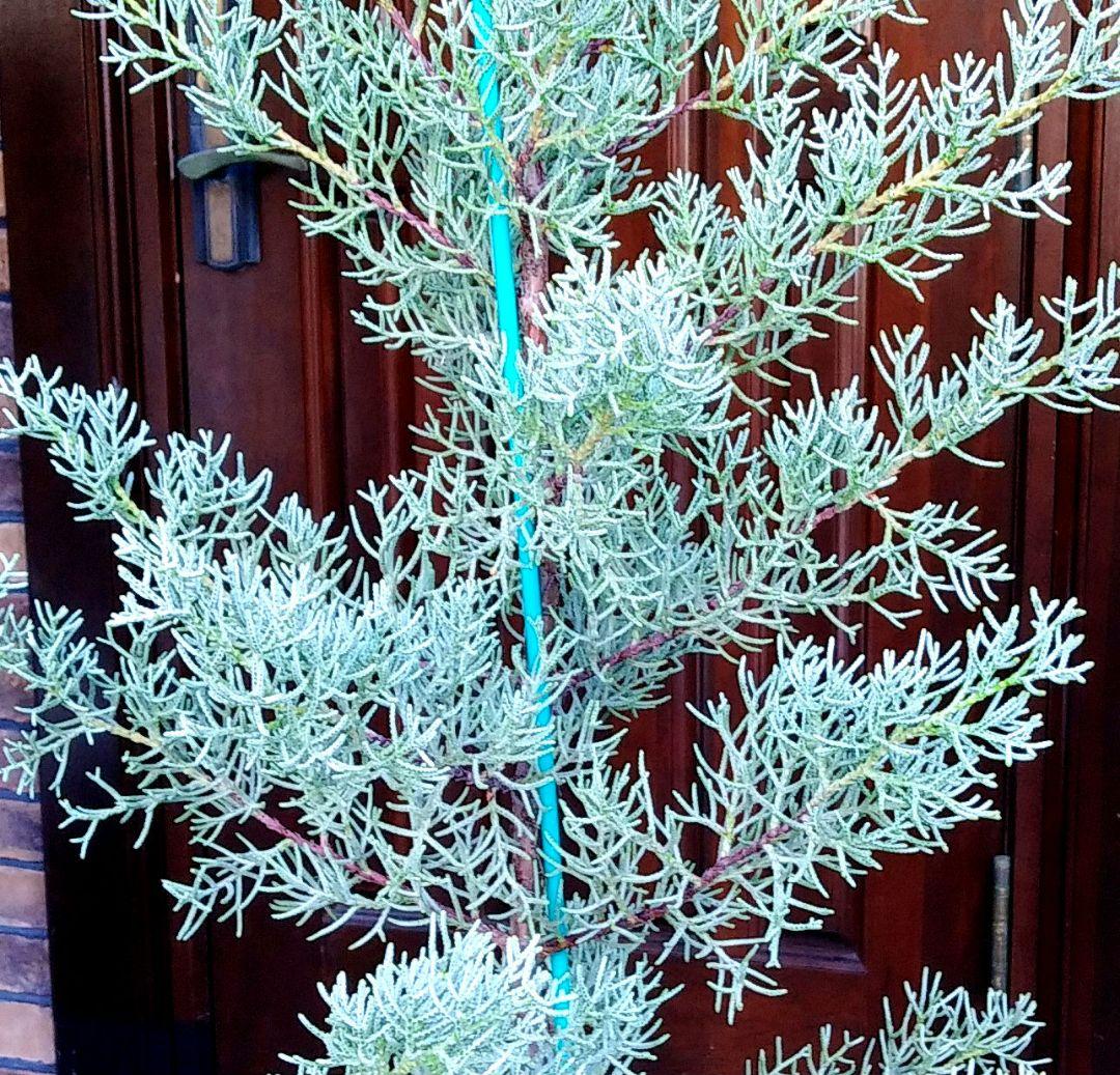 ブルーアイス 苗木 137cm❗8号 綺麗な葉色 シルバーブルー 鉢カバー付き