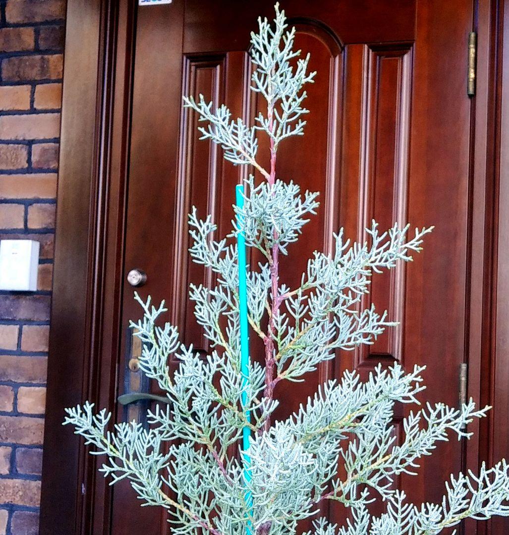 ブルーアイス 苗木 137cm❗8号 綺麗な葉色 シルバーブルー 鉢カバー付き