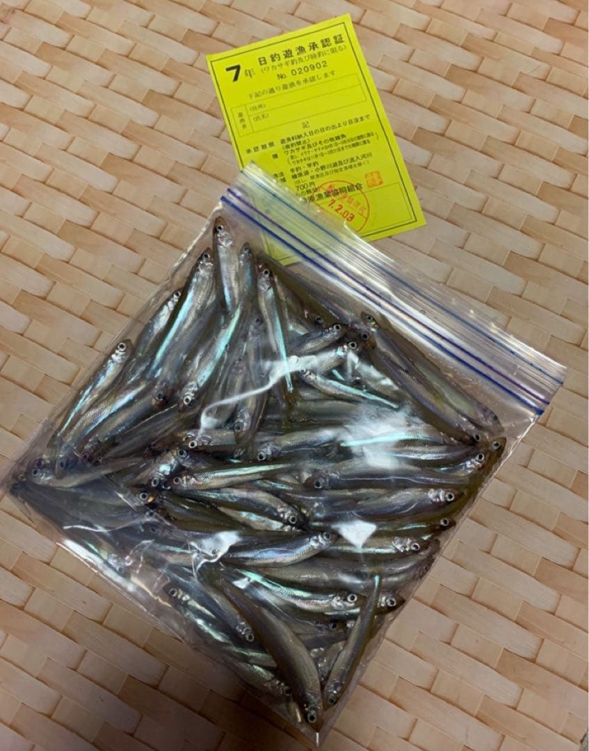 オススメ　ワカサギ　ステンレス穂先　全長約260ミリ　2本