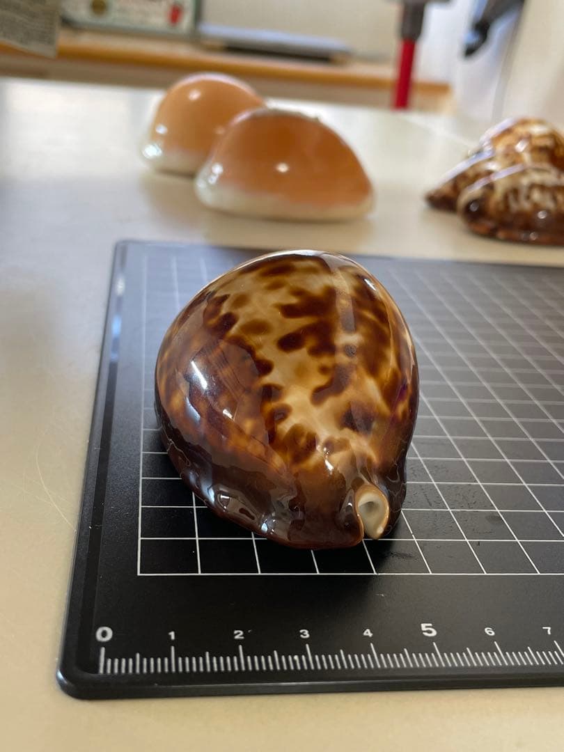 ベッコウダカラ　標本　貝殻