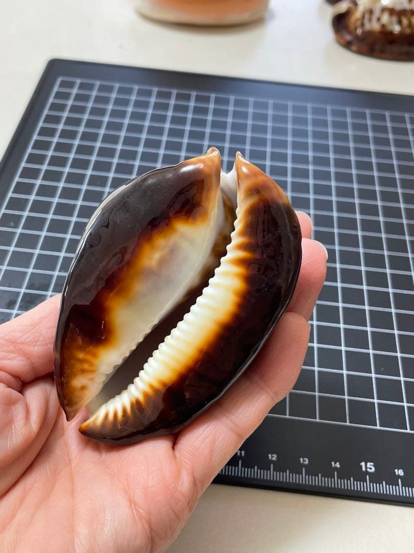 ベッコウダカラ　標本　貝殻