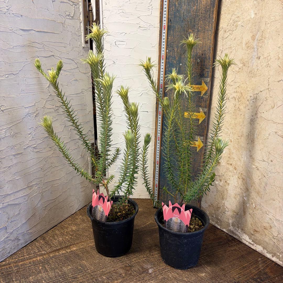 【専用商品】　フィリカ　プベッセンス　5寸2鉢