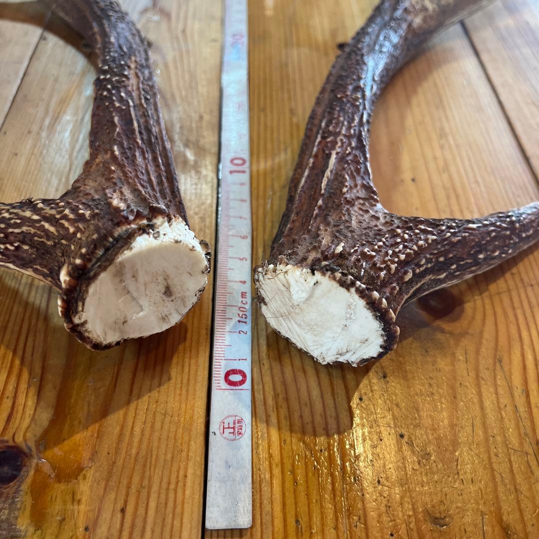 鹿の角 47cm 美品　左右セット