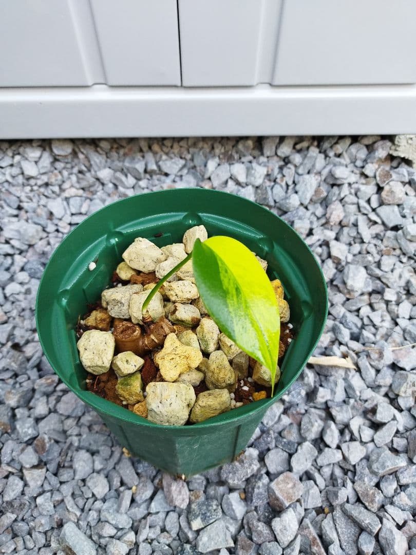 モンステラ　黄斑　オーシャンミントデリシオーサ　鉢ごと発送