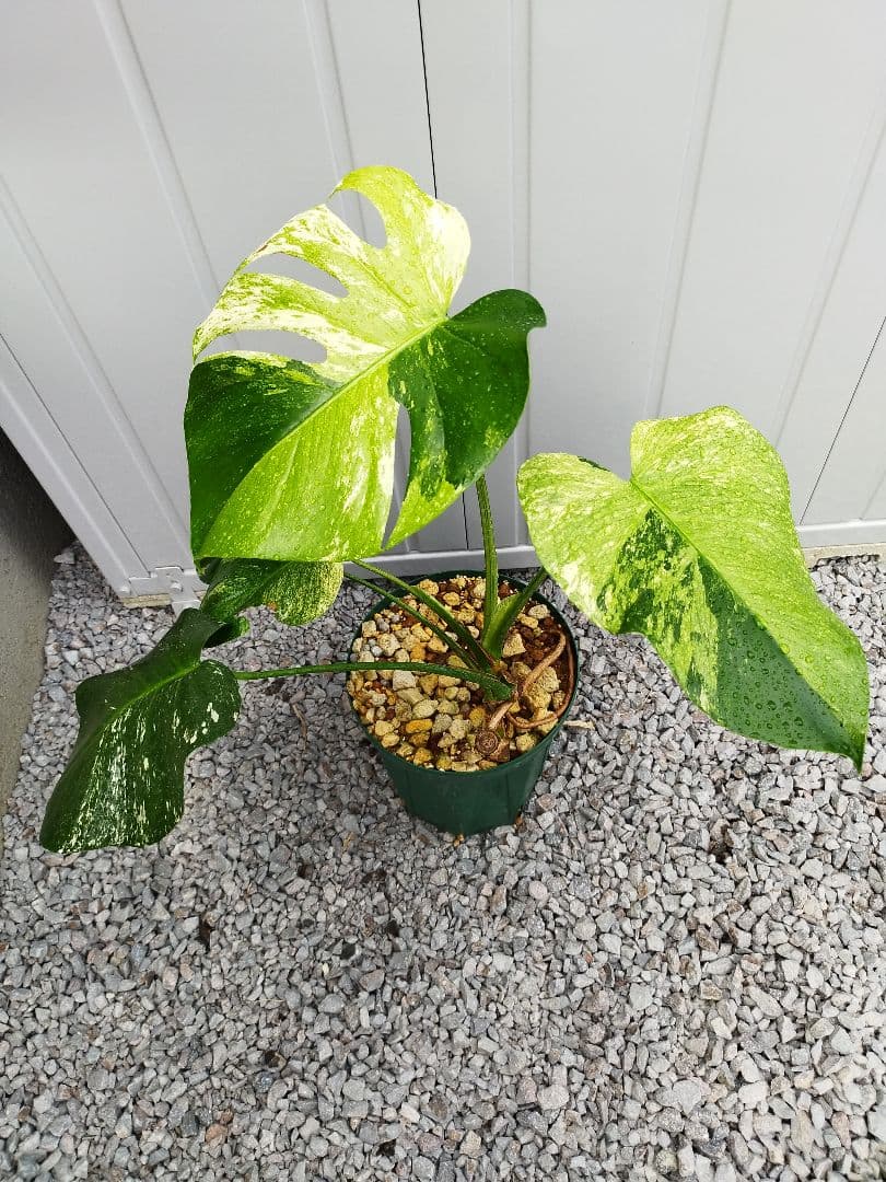 モンステラ　黄斑　オーシャンミントデリシオーサ　鉢ごと発送