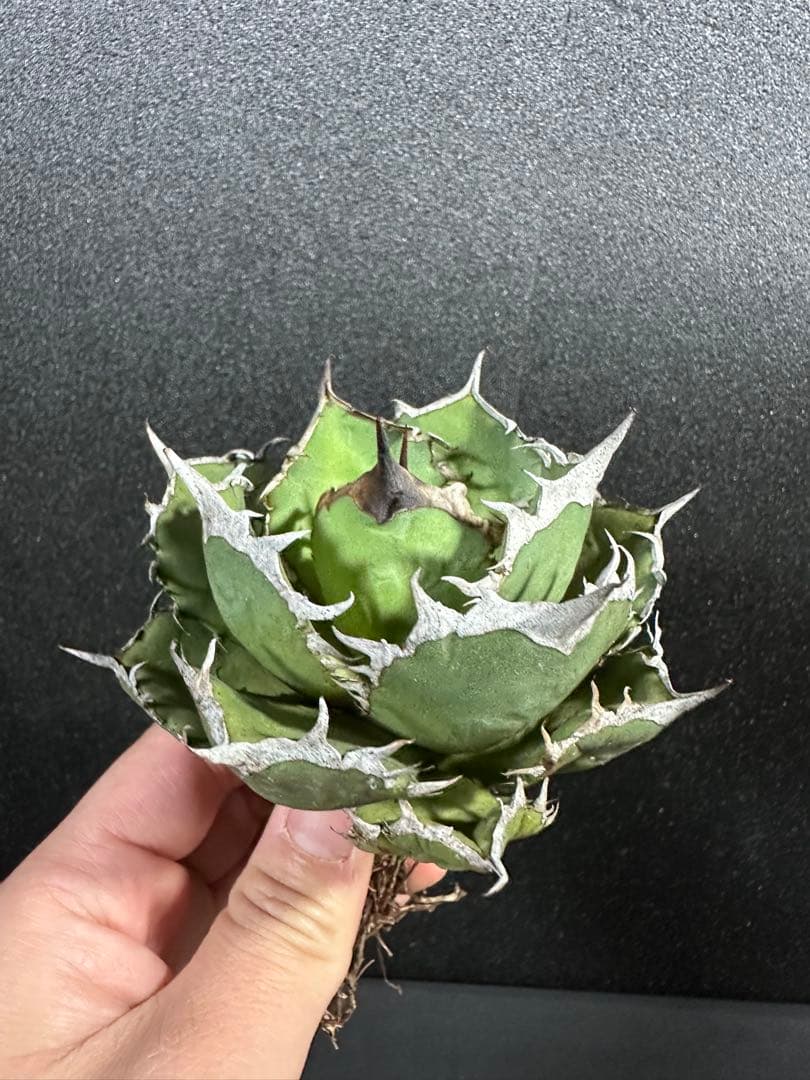 メルカリ便　　kookaburra様 リクエスト 4点 まとめ商品