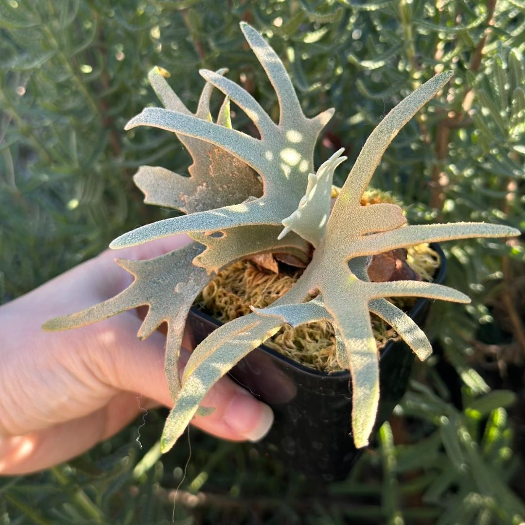 Yellow moon dwarf ’totoro’ sporeling 503