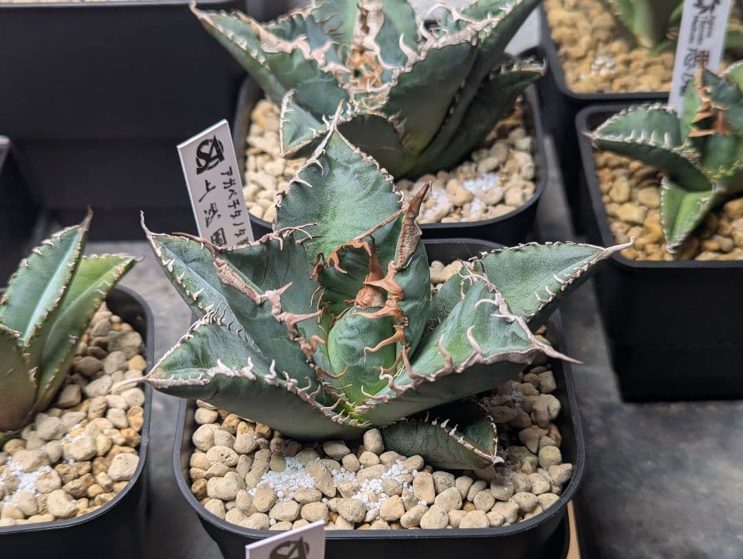 デカ株 チタノタ「惡魔 Medusa」悪魔くん プレステラ105 タグ鉢ごと発送