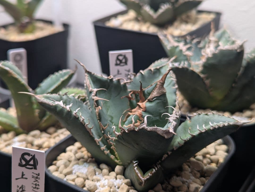 デカ株 チタノタ「惡魔 Medusa」悪魔くん プレステラ105 タグ鉢ごと発送