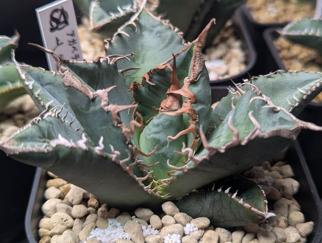 デカ株 チタノタ「惡魔 Medusa」悪魔くん プレステラ105 タグ鉢ごと発送