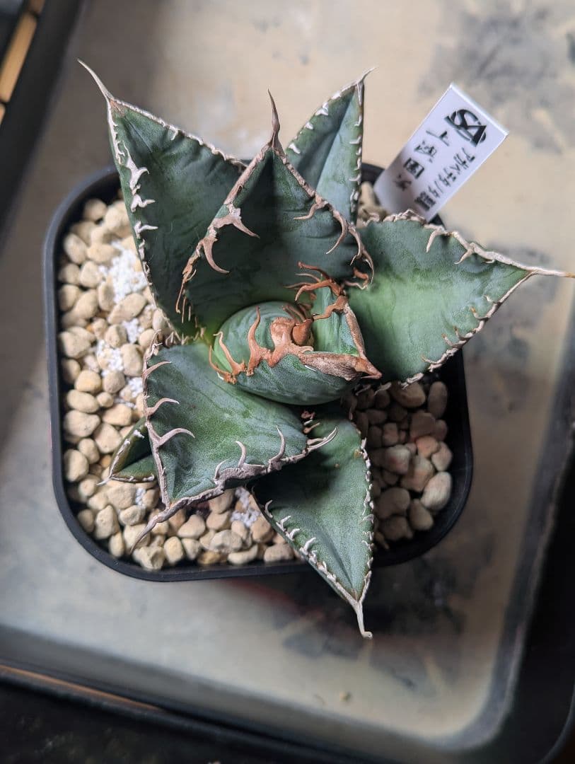 デカ株 チタノタ「惡魔 Medusa」悪魔くん プレステラ105 タグ鉢ごと発送