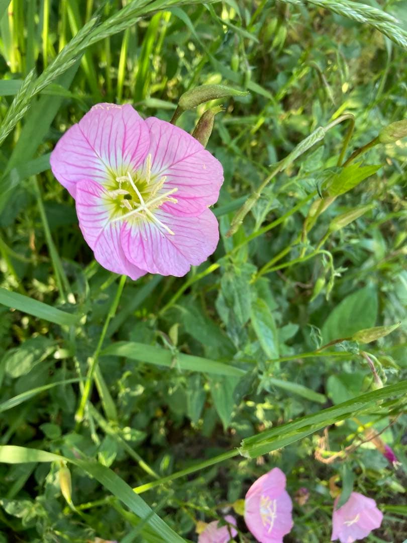 語学・辞書・学習参考書 ayaka