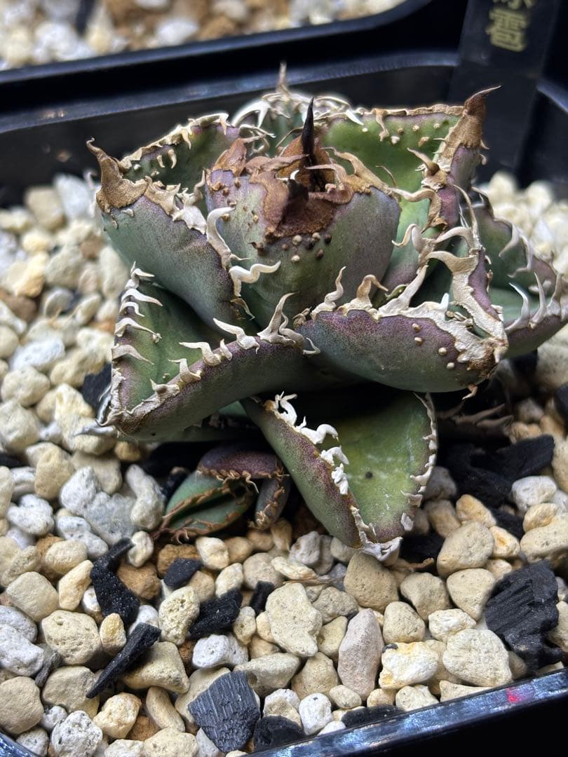 ホ*ス様 アガベ　冰雹　子株