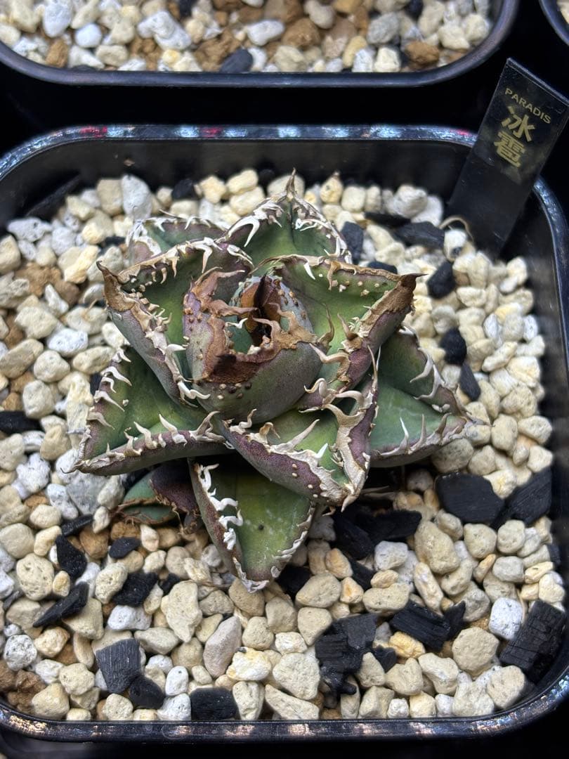 ホ*ス様 アガベ　冰雹　子株