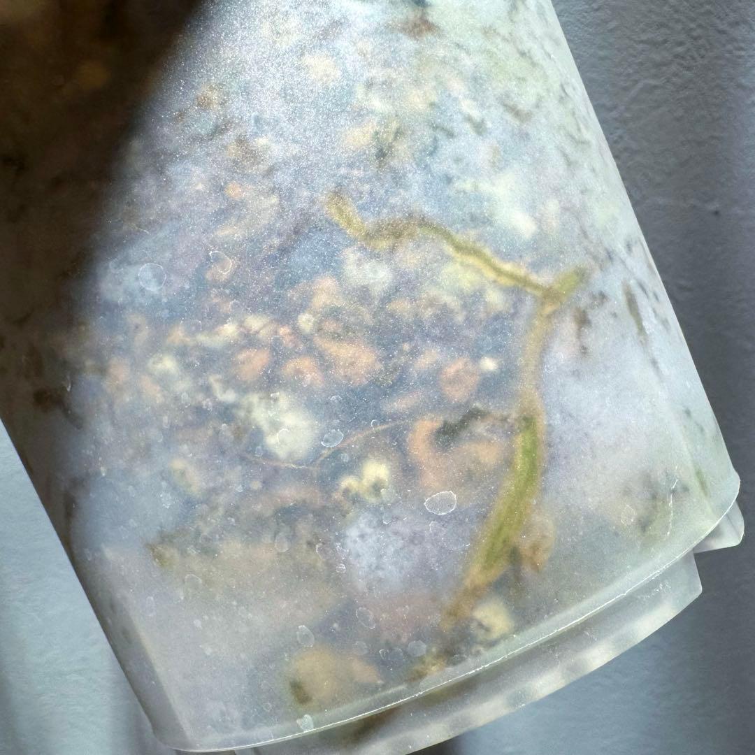 K*y様 モンステラ デリシオーサ クリームブリュレ 希少斑入り