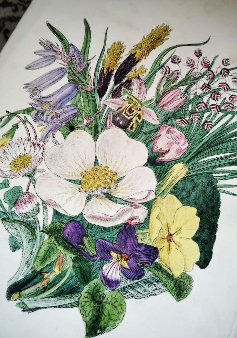 超希少 1876年 アンティーク WILD FLOWERS 手彩色 大型本