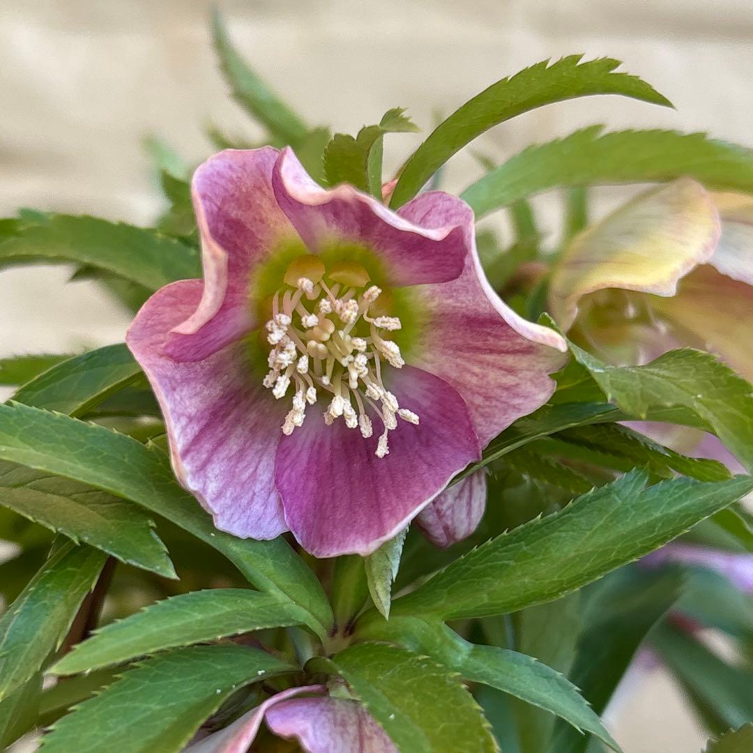 MIYABI様ご依頼品　クリスマスローズ2点　フレグランス　プチドール