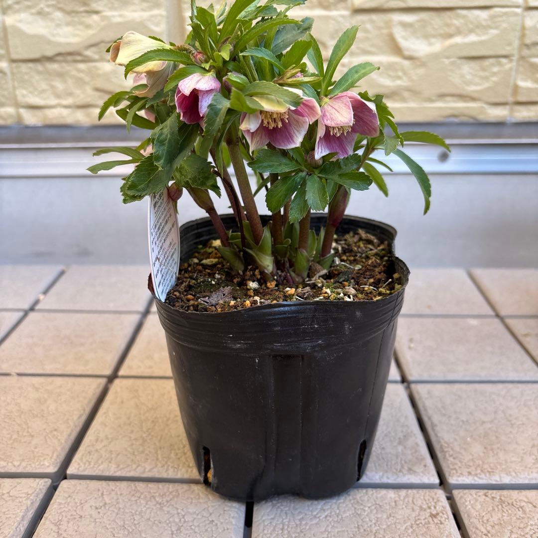 MIYABI様ご依頼品　クリスマスローズ2点　フレグランス　プチドール