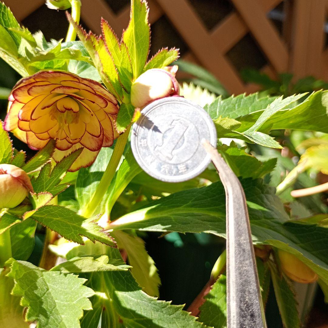 クリスマスローズ　超小輪多花性ddイエローピコティ（フレグランス交配）