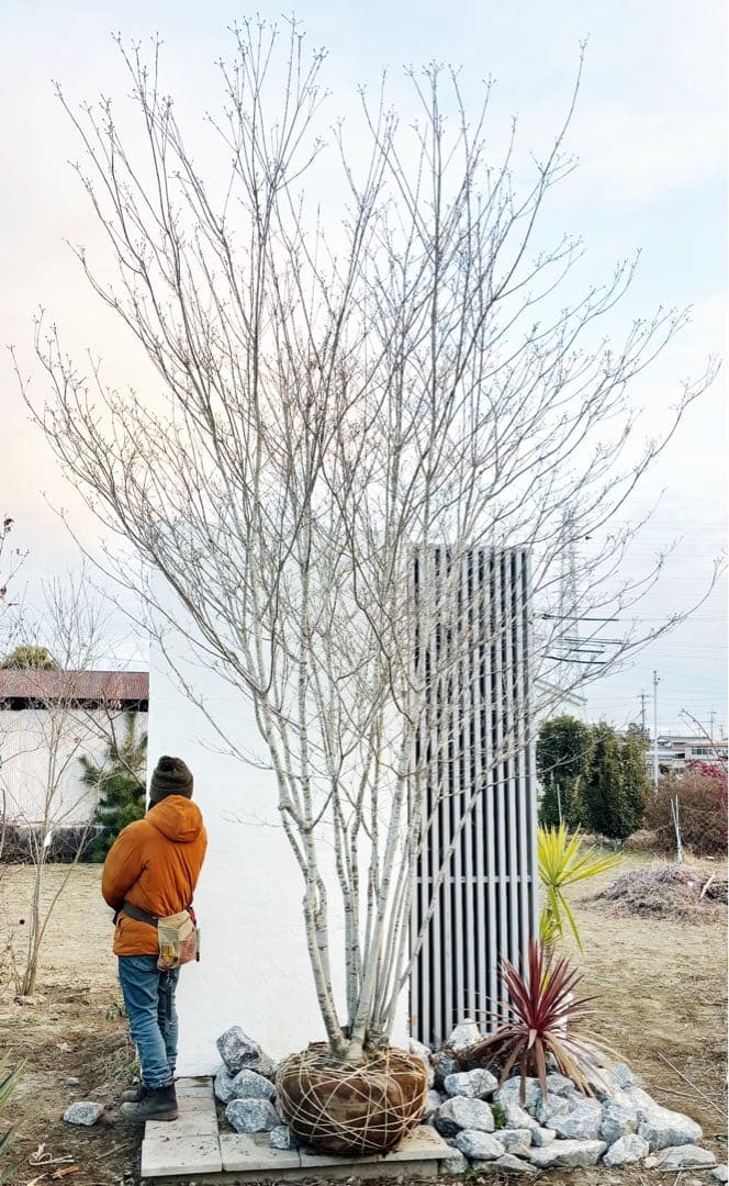 超特大。山採りヤマボウシ大株立ち4.5M(鉢底から※エリア限定自社配送商品