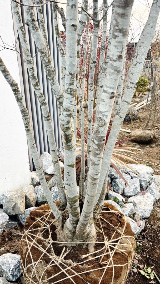 超特大。山採りヤマボウシ大株立ち4.5M(鉢底から※エリア限定自社配送商品