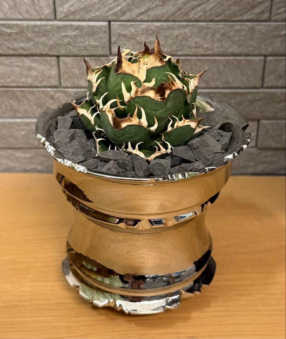 【鉢ごと発送】アガベ チタノタ レッドキャットウィーズル【ゴリ猫・丸型・幅広短葉