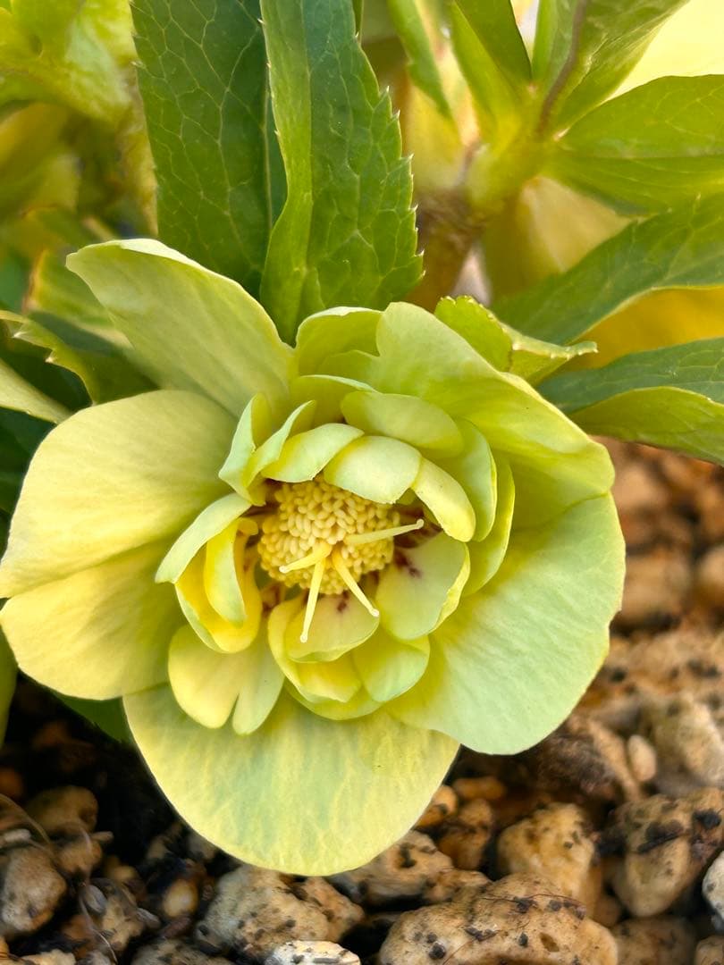 ddメロンゴールド系フラッシュ　クリスマスローズ