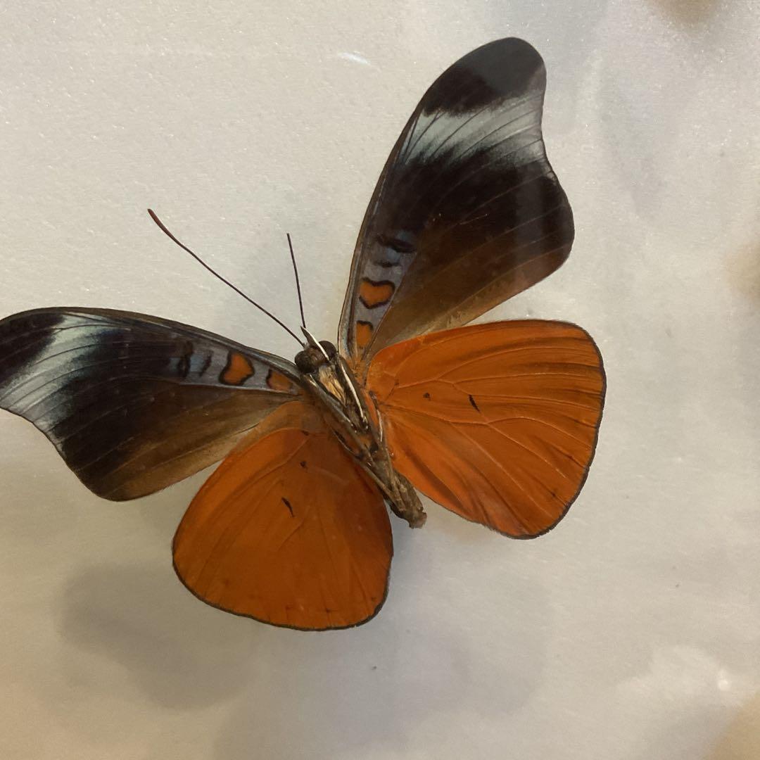 蝶標本11匹セット