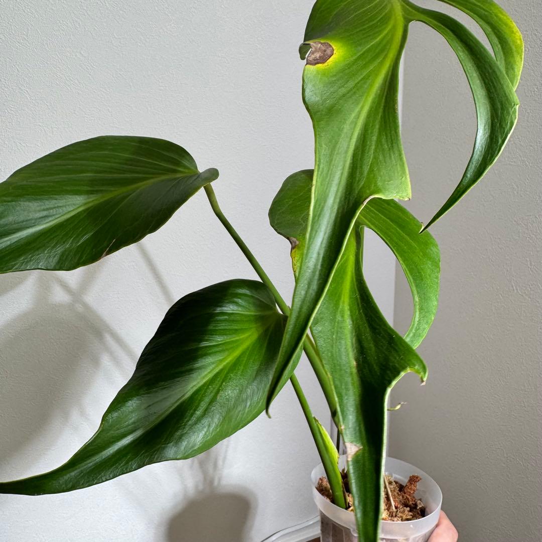 ひょっこ様 リクエスト 2点 まとめ商品