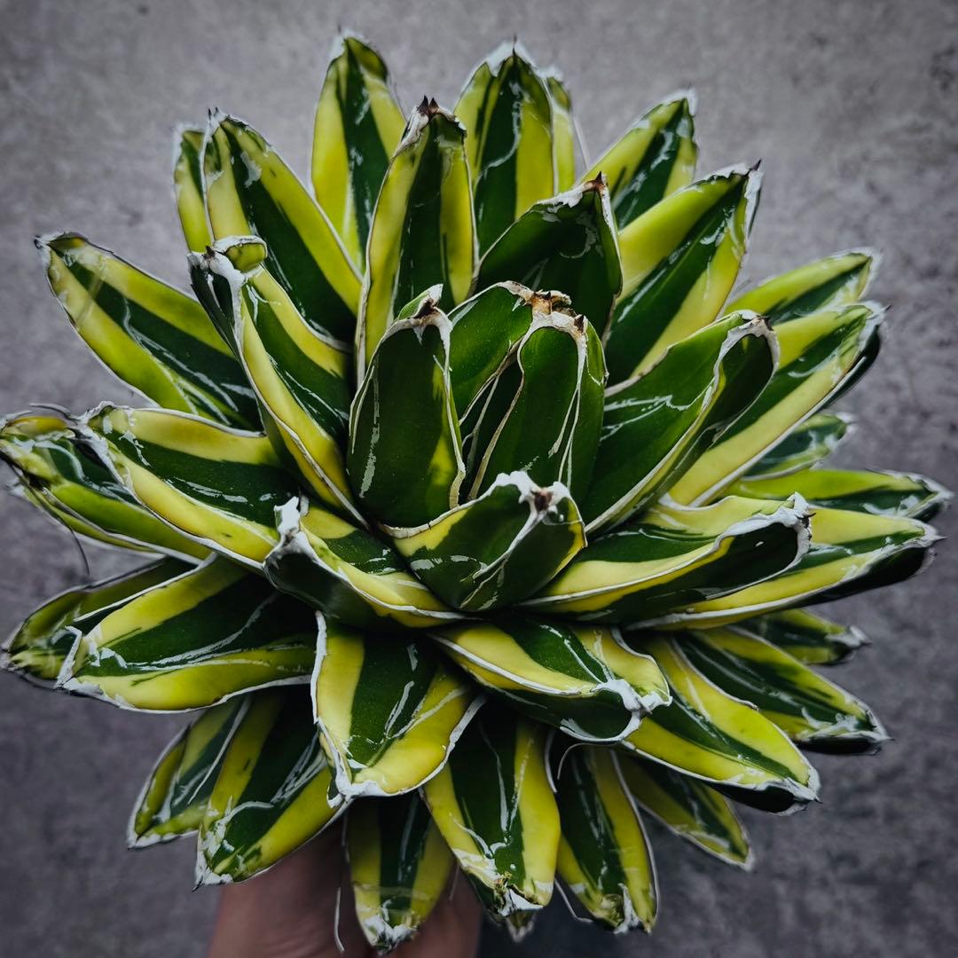 河*徹様 多肉植物・アガベ•笹の雪の黄覆輪•輝山・美しい斑入り　大株W24cm