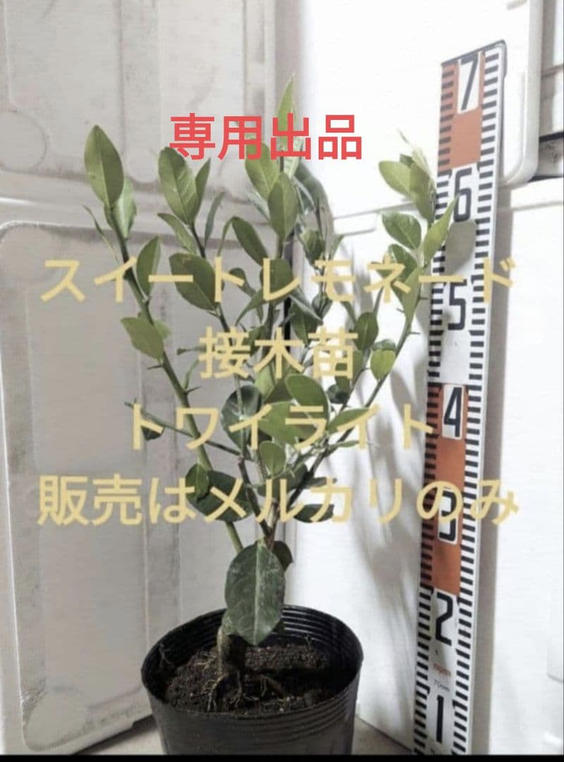 スイートレモネード、マイヤーレモン接木苗