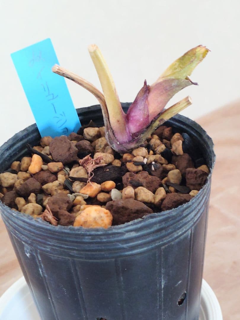 樹*♡様 クリスマスローズ株分け