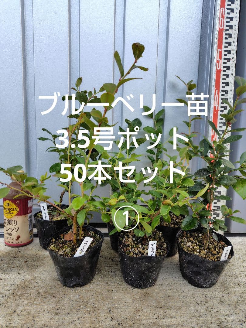 ブルーベリー苗3.5号ポット50本セット①