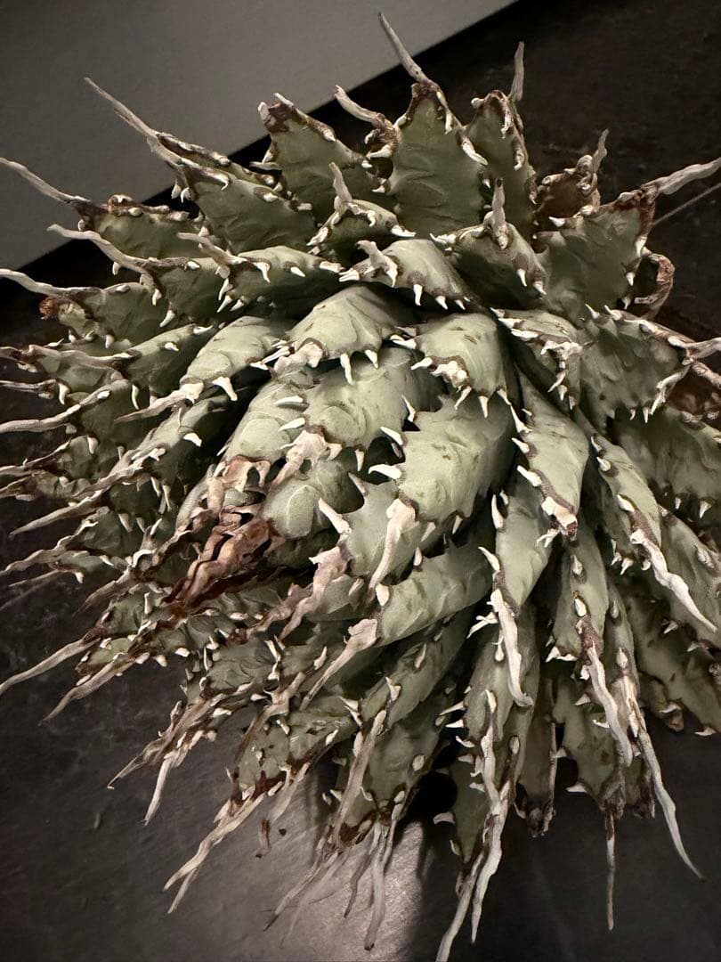 jone ページ耐寒性アガベ エボリスピナ陽炎◇短葉大株ドライガーデン