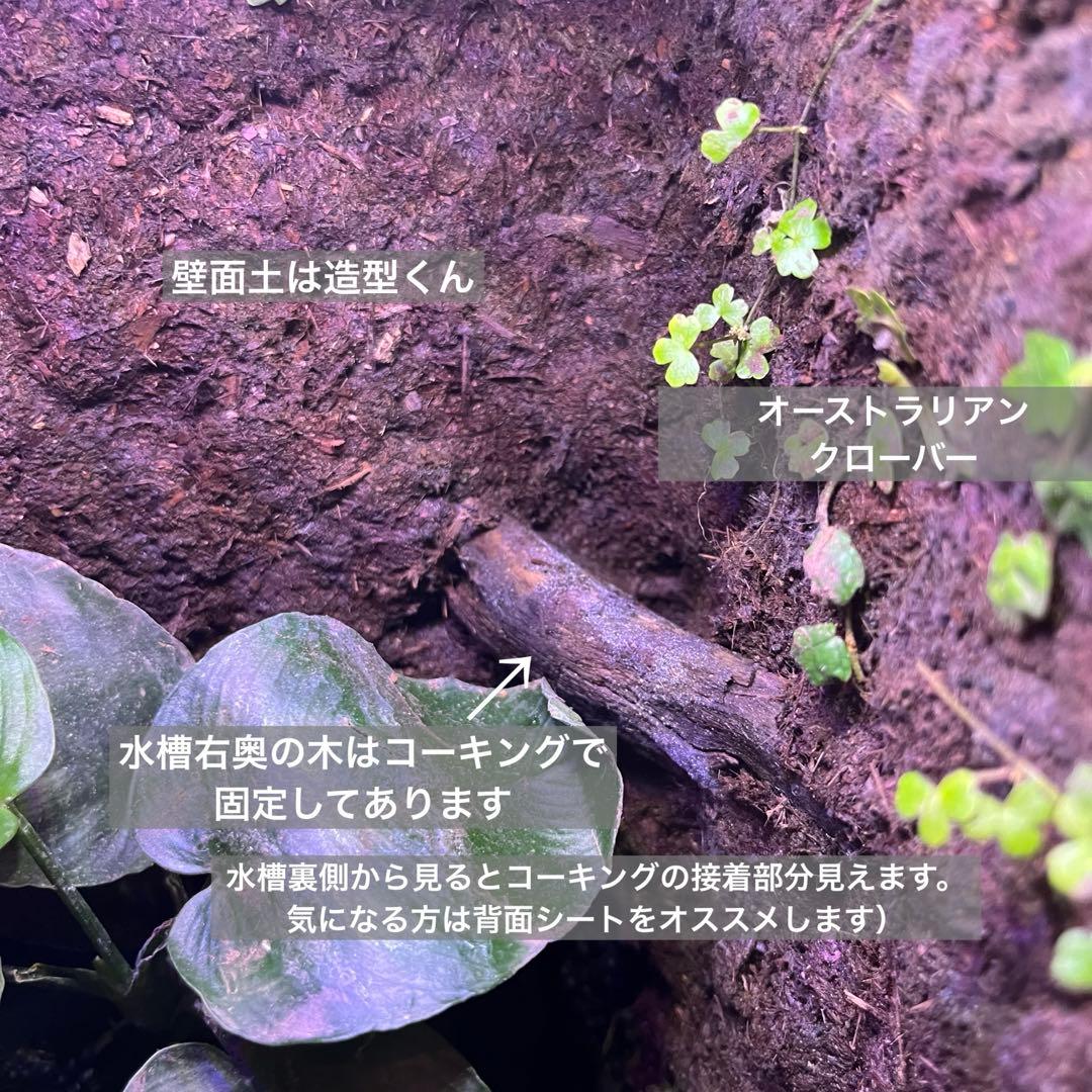 【最終値下げ】レイアウト水槽 イモリウム カエルリウム