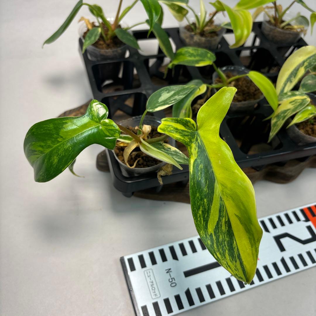 塊*房様 7株セットms145 フィロデンドロン・フロリダビューティー・バリエガ
