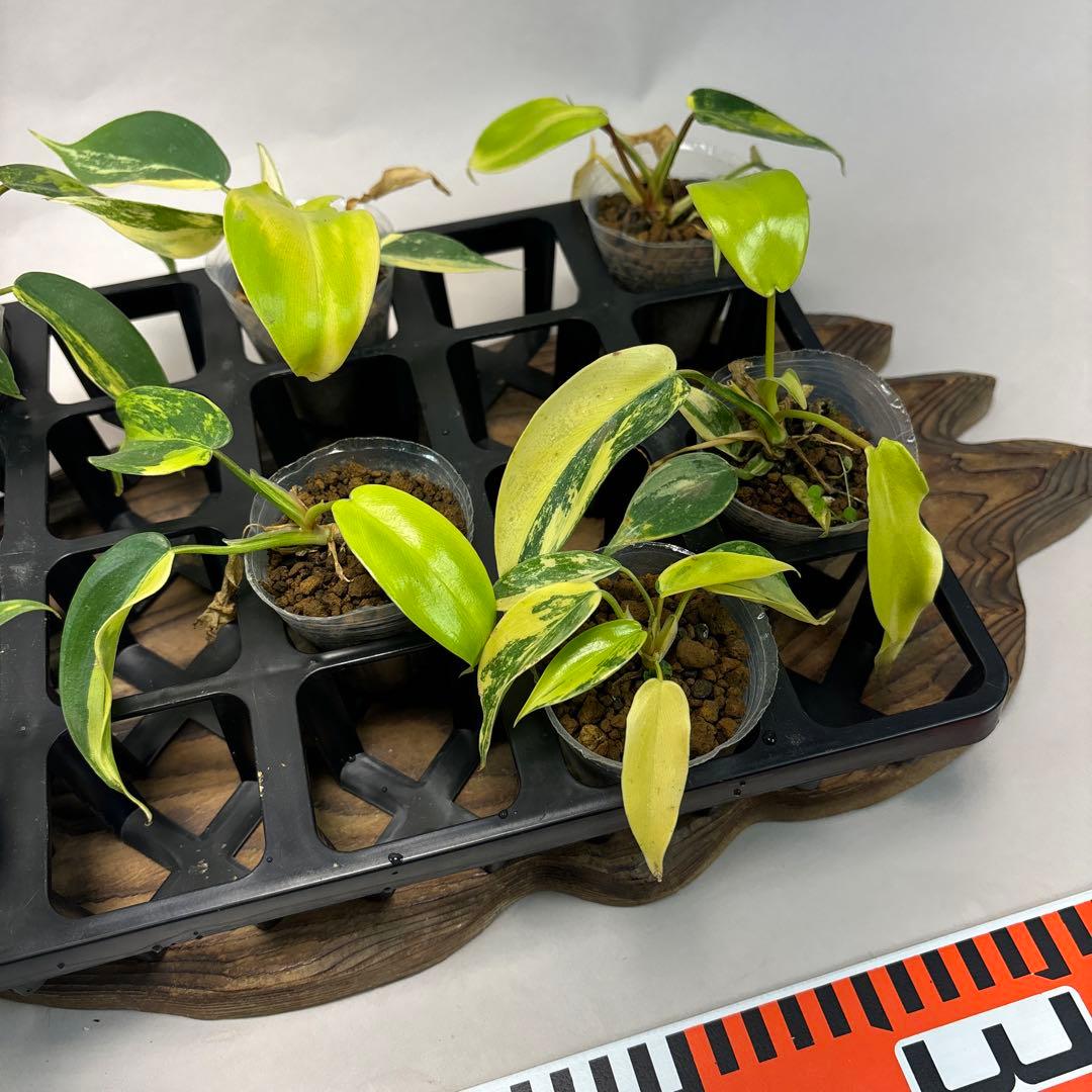 塊*房様 7株セットms145 フィロデンドロン・フロリダビューティー・バリエガ