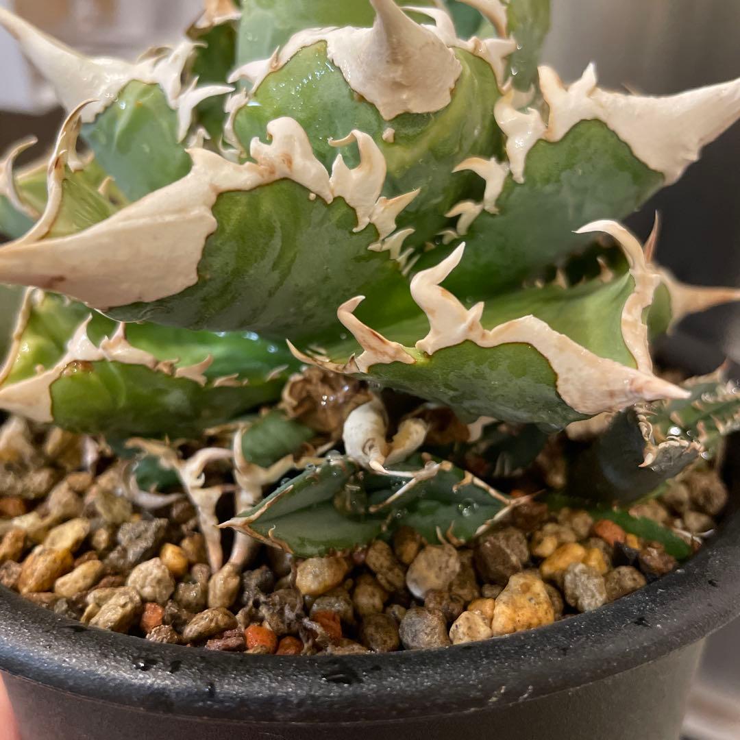 アガベ 特選 大白鯊 親株 子株大量セット ホホジロザメ　白豪刺　チタノタ