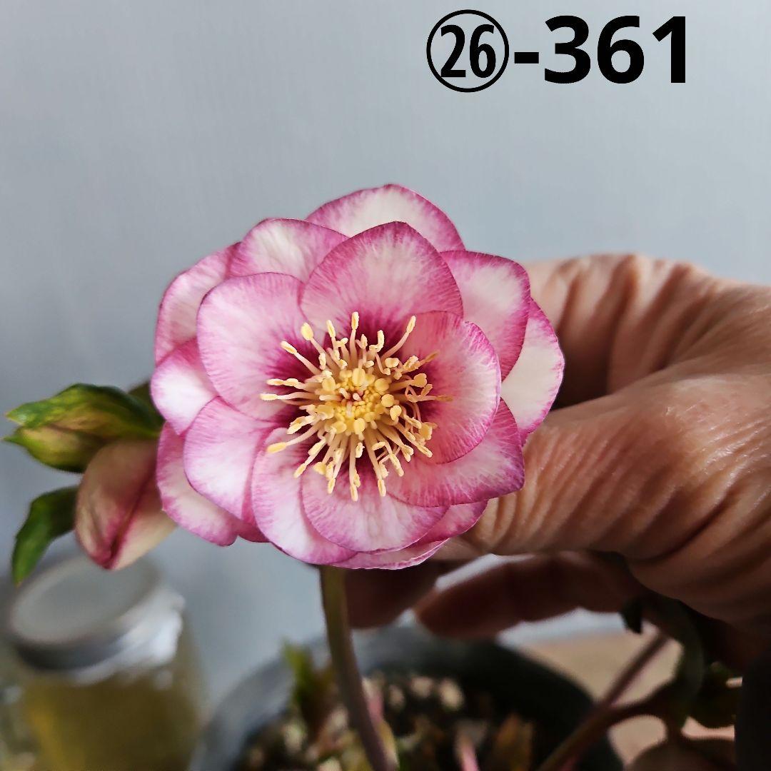 あけみっきー様ご購入苗㉖-361㉖-120㉖-359クリスマスローズ