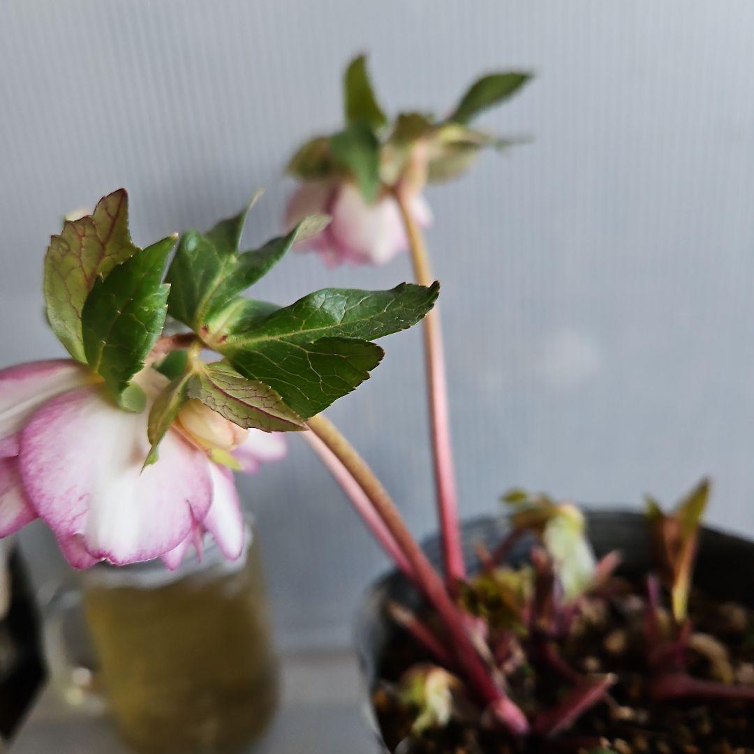 あけみっきー様ご購入苗㉖-361㉖-120㉖-359クリスマスローズ