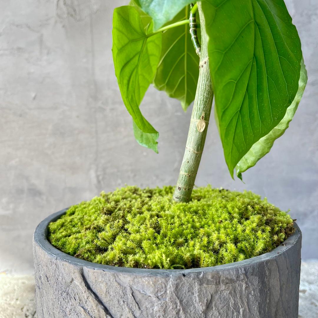 フィカス　ウンベラータ　螺旋　天然苔仕立て　陶器鉢　植え込み