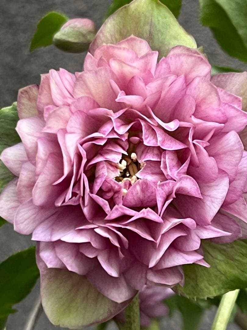 クリスマスローズ　超多弁